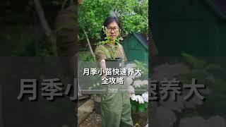 如何把月季小苗快速养大？全攻略来了！@塔莎的花园