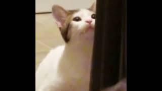 oatmeal (the original pop cat)