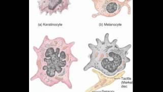 Keratinocytes, Melanocytes, Merkel cells, Langerhans cells