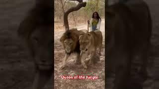 The lion queen of Senegal. #travel #Senegal #flourpotvegan #fyp #fypシ #lion