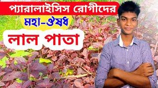 ঔষধি গাছ লাল পাতা | প্যারালাইসিস রোগিদের ঔষধ | লাল পাতা | Health Tips | ঔষধি গাছ