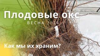 Плодовые ОКС. Как мы их храним?