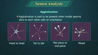 Semen Analysis