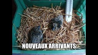 Nouveaux arrivants