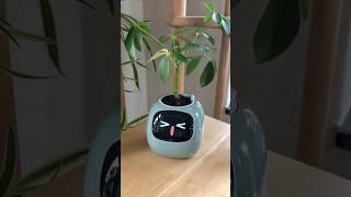 I get notifications when hes thirsty 🪴 #planter #plants #cuteplanter #plantlover #viral