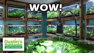 AMAZING AQUARIUM STORE PART 2: Aquarium Zen Tour