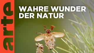 Insekten - Die Meister der Anpassung | Doku HD Reupload | ARTE