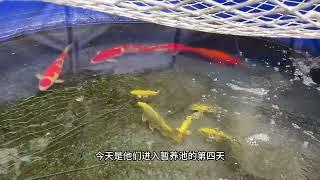 蛋蛋的锦鲤日志：我再买鱼我学三声狗叫 汪 汪 汪#锦鲤 #养鱼日记