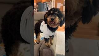 ️YAY 8s SUNDAY #dog #funny #puppy #cute #pets #poodlemix #funnydog #shorts #short #trending