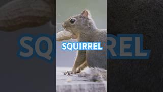 Fun Squirrel Facts You Didn't Know! ️ #didyouknow #curiosity #squirrel #animals #nature