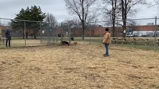 KC (tan), Rocker, Ambyr (sm blk pup)