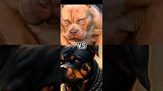 PITBULL VS ROTTWEILER, DOBERMAN, AMERICAN PITBULL,WOLFDOG,MOST DANGEROUS DOG BREED