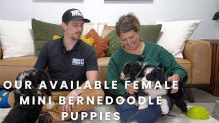 Our Available Female Mini Bernedoodle Puppies | Mountain Dog Companion!