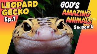 Fun Facts for Kids about Leopard Geckos | God's Amazing Animals (S3 Ep1)