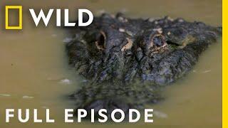 Predators of the Swamp (Full Episode) | Dead by Dawn