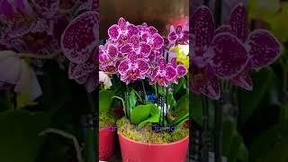 Sam’s Club Orchid’s