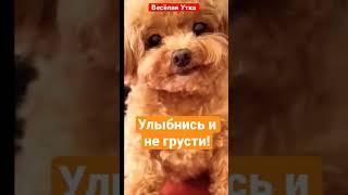 Улыбнись и не грусти! |Весёлая Утка