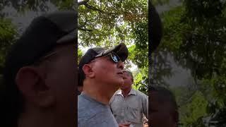 Vườn sầu riêng