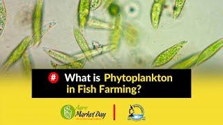 What is Phytoplankton in Fish Farming? || Feeds and Feeding Fish