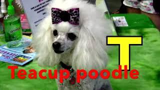 ALPHABET ANIMALS / PHONICS / ALPHABET SONG ( Part 111) EDUCATIONAL KIDS (PRESCHOOL, K-3)