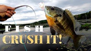 Fly Fishing BIG Bluegill with POPPERS! HUGE Panfish!