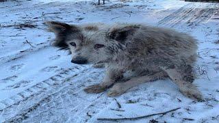 She had endured the harsh winters alone, the loneliness and life had worn her out.