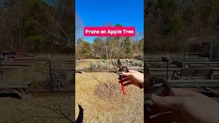 Prune an Apple Tree with me #shorts #fruittrees #orchard #gardening #growyourownfood #growfruit