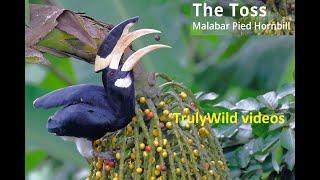 Malabar Pied Hornbill Toss Caryota fruit | Endemic Hornbills of Western Ghats | TrulyWild 4K videos