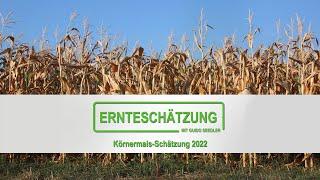 Enttäuschende Körnermaisernte & teure Trocknung durch hohe Gaspreise – DRV Körnermais-Schätzung 2022