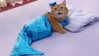 Cat Mermaid | cat Meowing| Cat funny videos | Kittens | Meow #cat #videos #funnyvideo