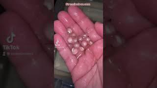 Stressinabox Axolotl Egg Development TikTok Compilation