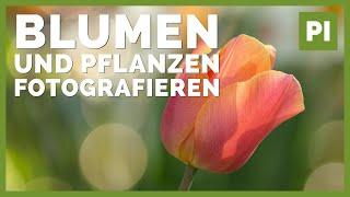 Blumen & Pflanzen fotografieren ️ Tipps und Kameraeinstellungen!