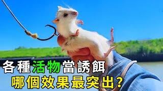 老鼠？牛蛙？肥豬？青蛙？全都拿來當誘餌，釣出的東西一個比一個奇葩！