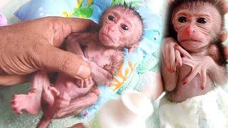 newborn baby monkey milk bottle..