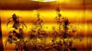 Happy 4/20!!!   2016