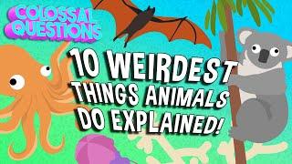 10 Weirdest Things Animals Do Explained! | COLOSSAL QUESTIONS