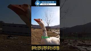 좋아하는 암컷이 공격받자 화가난 수컷의 행동. #거위 #goose