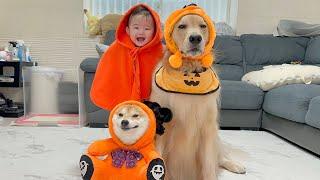 赤ちゃんと愛犬たちにハロウィンの仮装をさせたらあまりにも可愛すぎました...