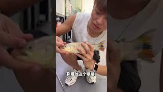 养鱼又翻车了，损失惨重！ #鲁伟学长 #皇冠狗头 #黄金河虎 #鲁伟学长