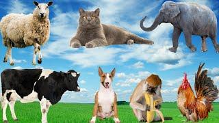 Collection of Cute Pets: Dog, Cow, Cat, Chicken, Pig, Elephant, Sheep, Dolphin - Animal Sounds