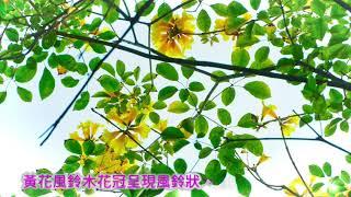 春神降臨怎知道 花開滿城換新貌