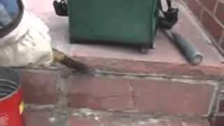 Repair You Flagstone Joints Using This Video