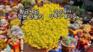 황금세덤 계절 ~황금빛으로  빛나는 예쁜세덤  분갈이해요  