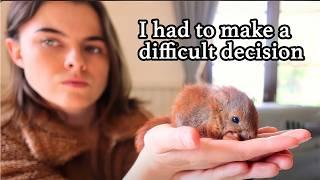 Baby Squirrels' Release to the Wild doesn’t go to plan