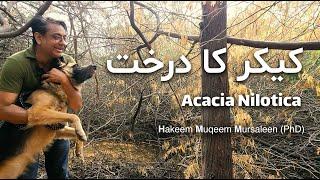 Acacia Tree | Kikar Tree | Babul Tree | Acacia Nilotica | Vachellia Nilotica | کیکر کا درخت