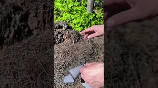 #lifehacks #совет#природа#деревня#отдых#дача#топ