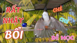 Chào mào hót sáng, luyện giọng chào mào Huế đảo giọng cực hay,chào mào Huế hót kích bổi ra giọng