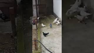 Голуби Мира ! Таджикистан Душанбе красота #pigeons #голуби #kabutar #племенные