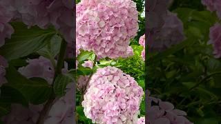 WONDERFUL NATURE AROUND ME #あじさい園 #shortsfeed #trending #youtubeshorts #gardeninghouseplants