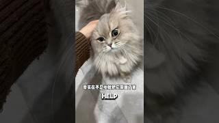 Woman Regrets Bringing Abandoned Cat Home️#kitty #catshorts #cat